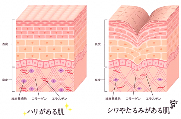 ���̃V���̍\��